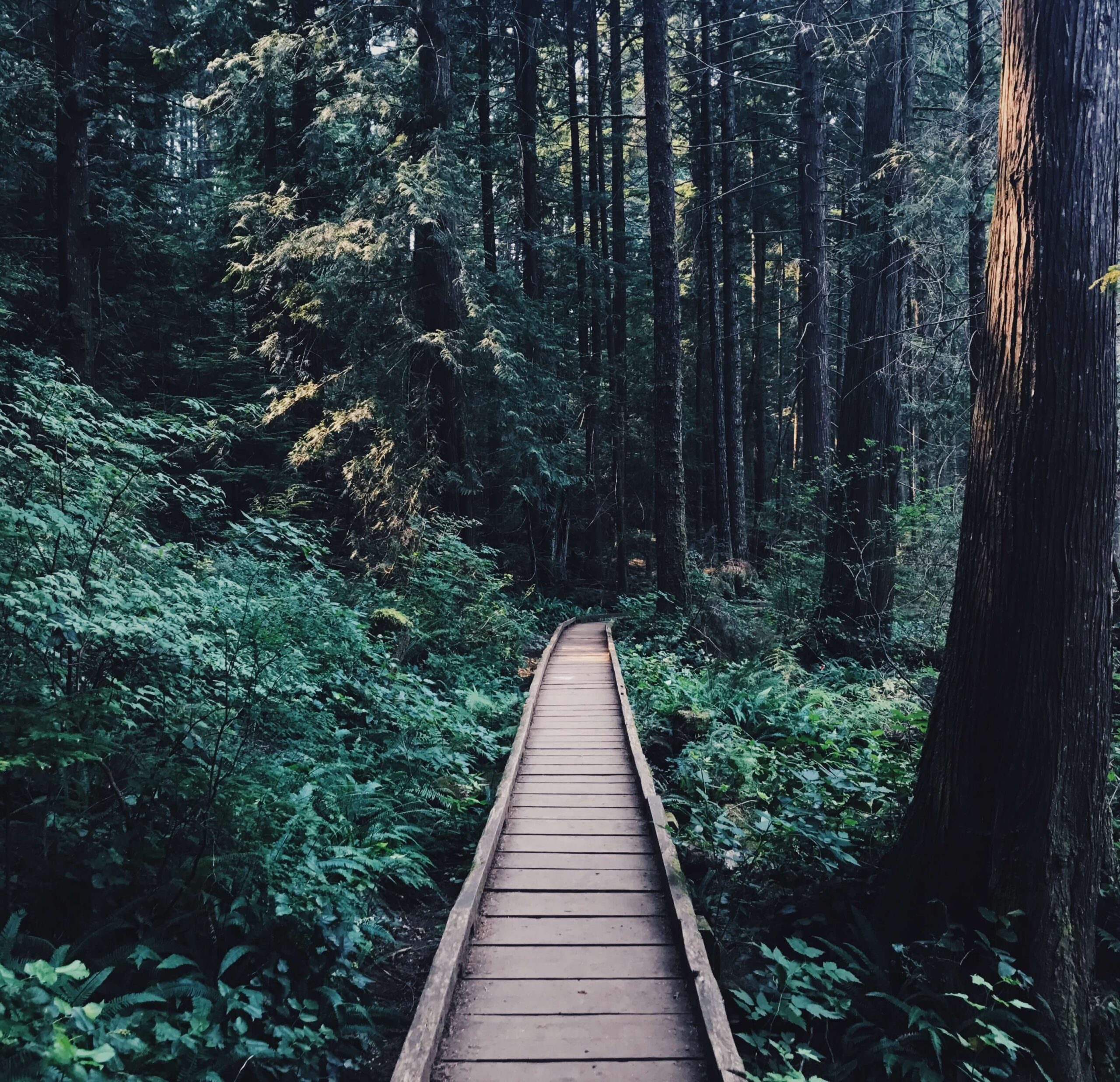 A road on the forest